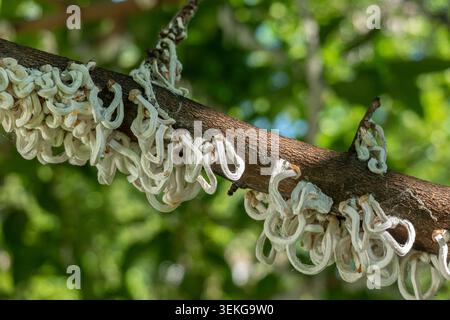 Cotton strings of Coccidae insect Takahashia Japonica on a tree in Milan, Italy Stock Photo
