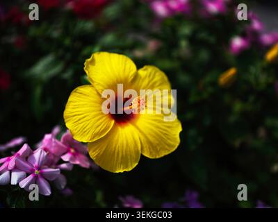 Vibrant Yellow Hibiscus Flower Blooming in a Lush Garden with Pink Periwinkles Stock Photo