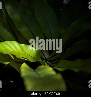 Close-Up of Bird's Nest Fern Fronds with Dramatic Chiaroscuro Lighting in a Shade Garden Stock Photo