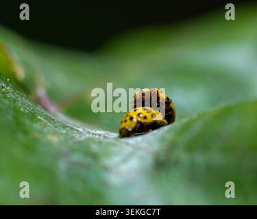 Two yellow ladybugs mating on a green leaf Stock Photo