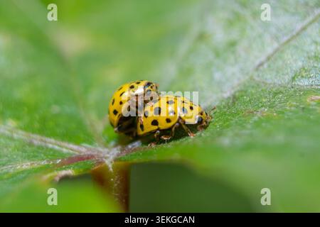 Yellow ladybugs on a leaf surface close up Stock Photo