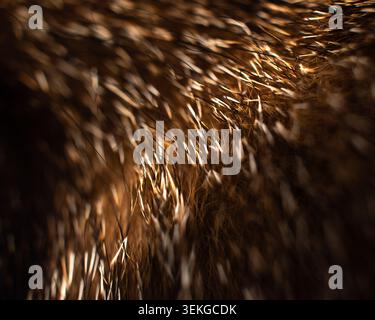 Brown and golden animal fur texture macro background Stock Photo