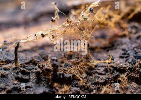 Macro texture of old spider web with debris on dark wood Stock Photo