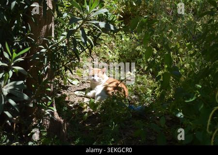 An orange and white stray cat lying on the ground in the shade of green bushes and plants basking in a patch of sunlight Stock Photo
