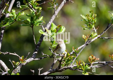 Small songbird perched on leafy branches in spring, natural forest background with soft bokeh, wildlife birdwatching concept. Stock Photo
