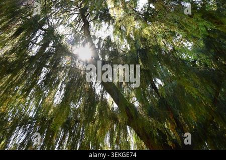 Sunlight streaming through lush weeping willow canopy with hanging branches and dappled light Stock Photo