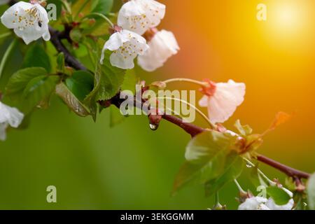 Close up of a clear water drop hanging from a wet cherry tree branch surrounded by fresh green leaves and white blossoms after spring rain. Stock Photo