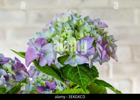 Beautiful hydrangeas blooming in early summer in Madrid, Spain Stock Photo