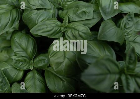 dark green basil leaves background. Full frame texture of fresh aromatic basil foliage, food ingredient concept Stock Photo