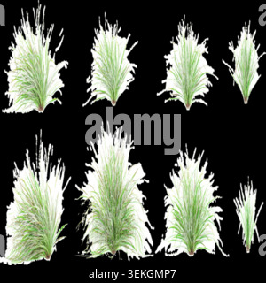 Fresh spring green West lndian lemon grass isolated on white background Stock Vector