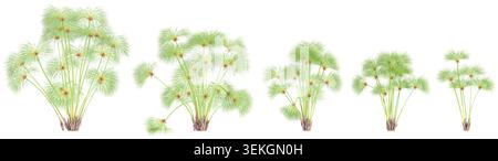Nile grass isolated on white background Stock Vector
