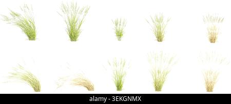 American beachgrass  isolated on white background, tropical trees isolated used for design Stock Vector