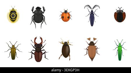 Collection of colorful realistic beetles and bugs in varied shapes, including ladybug, stag beetle, and water beetle, arranged as isolated insect icons on white background vector illustration Stock Vector