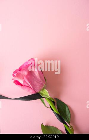 Pink rose tied with black ribbon on pastel pink background, romantic still life with copy space Stock Photo