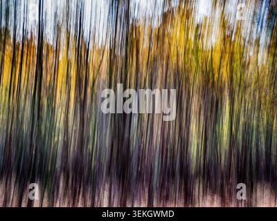 Intentional camera movement abstract of autumn woodland with vertical streaks of gold brown and green Stock Photo