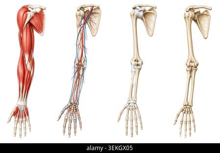 Medical illustration of human arm muscles, veins and nerves Stock Photo ...