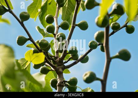 Low angle view of unripe green figs ripening on a tree branch with lush leaves against a clear blue sky. Close up. Stock Photo