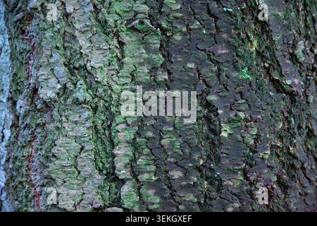 This beautiful close up outdoor photograph captures the detailed and rough texture of a large tree bark in the forest. The camera focuses closely on the organic surface revealing the deep cracks Stock Photo