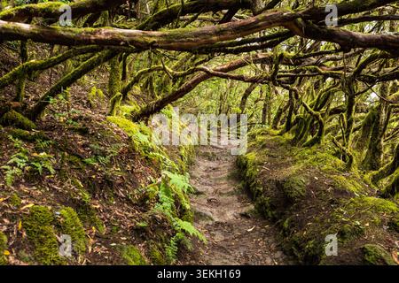 Narrow trail winding through ancient laurel forest with moss-covered branches in Anaga Rural Park, Tenerife, Canary Islands, Spain. Stock Photo