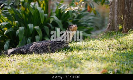 Asian water monitor lizard resting on sunlit grass in a tropical park Stock Photo