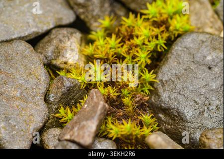 Vibrant green moss thrives among weathered grey stones in a close-up macro view Stock Photo