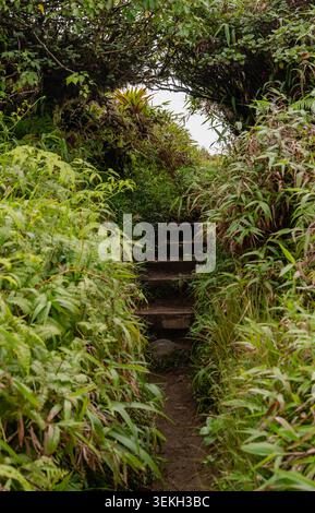 Narrow pathway through dense greenery leading into lush wilderness area Stock Photo