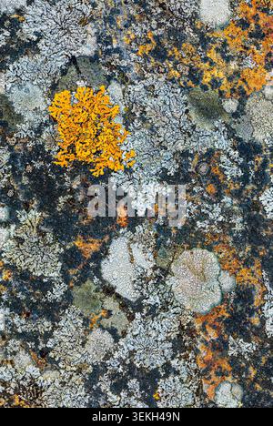 Lichen growing on a textured rock surface forming natural patterns and colors Stock Photo