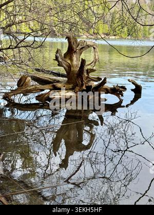 Natural driftwood in a serene freshwater lake with reflective water, woodland scenery, and fresh spring foliage.  Looks like a sculpture Stock Photo