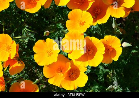 Wild California poppy Eschscholzia californica in close-up growing wild Stock Photo