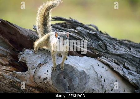 Tree Squirrel Stock Photo