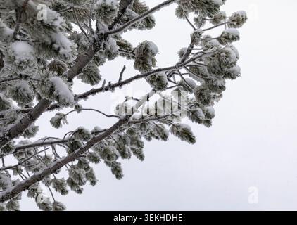close up of a pine tree branch in winter covered in snow against a grey sky Stock Photo
