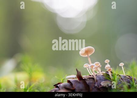 Close up view of tiny white mushrooms emerging from a pinecone surrounded by moss and grass. Soft, blurred green background with bokeh highlights. Stock Photo