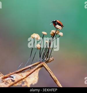 Macro photograph capturing a red and black ladybug resting on a cluster of small, pale fungi growing from a dry leaf in a natural setting. Stock Photo