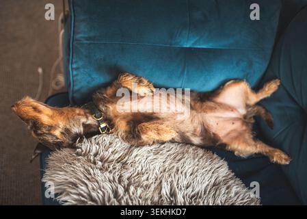 A small, scruffy dog is comfortably napping on its back on a teal couch, showing its belly and paws Stock Photo