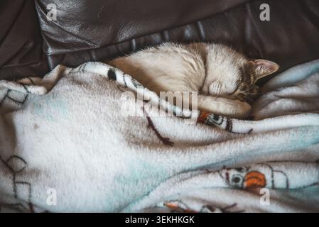 A small, light-colored kitten is curled up and fast asleep, completely covered by a plush blanket on a dark brown leather sofa Stock Photo