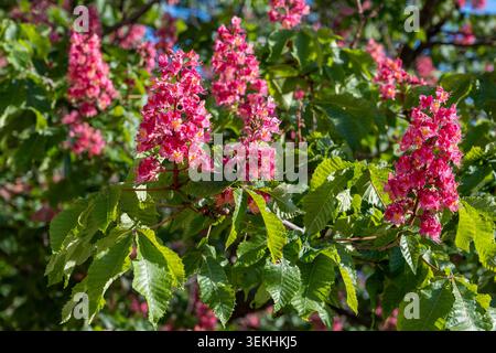 Shady trees line the riverside in Nanxi Water Town, Nanxi Town, Puning ...