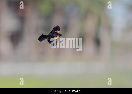 A male red-winged blackbird (Agelaius phoeniceus) in flight. Stock Photo