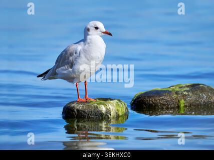 Black-headed Gull (Chroicocephalus ridibundus) in non-breeding plumage standing on a stone in water Stock Photo