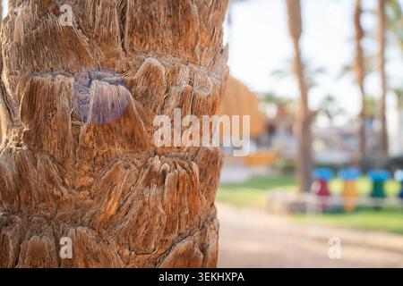 Close view of a Phoenix dactylifera date palm trunk with detailed bark texture in a resort area and blurred tropical background. Nature environment tr Stock Photo