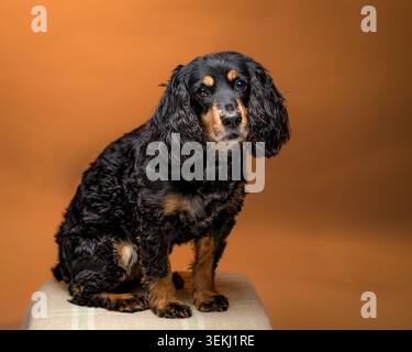 Black and Tan Cocker Spaniel seated in studio Stock Photo