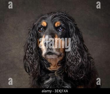 Studio portrait of Black and Tan Cocker Spaniel Stock Photo