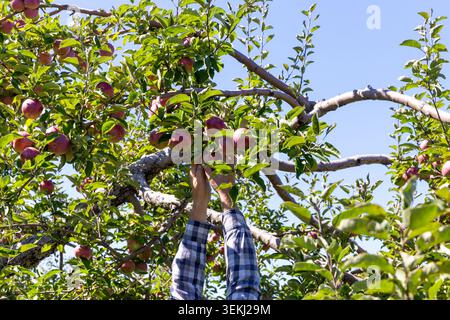 view of a man picking red and green apples in a tree on a sunny day Stock Photo