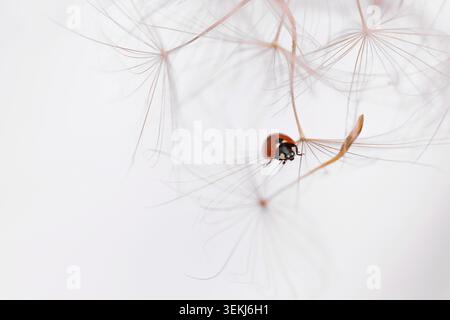 Ladybird on fluffy Dandelion on light background Stock Photo