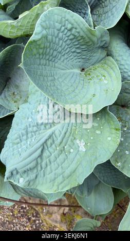 Large blue green hosta plant leaves with rain drops growing in a garden border next to a gravel path Sieboldiana Stock Photo