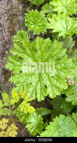 High angle close-up of a vibrant green gunnera leaf with distinct texture growing in a lush garden Stock Photo