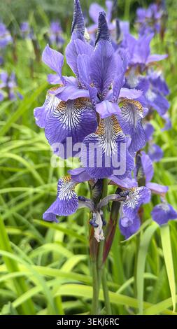 Close up of vibrant purple siberian iris flowers blooming in a green garden -Iris sibirica Stock Photo