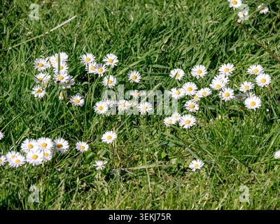 White daisies, Bellis perennis, flowering in a grass lawn Stock Photo