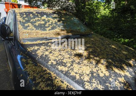 A car is parked in shade under trees, completely covered with fallen flowers and pollen, symbolic picture, Wuppertal, Germany Stock Photo