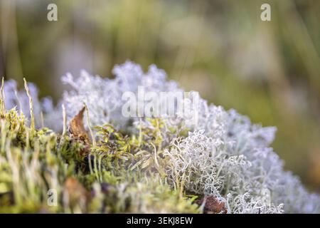 A detailed closeâ€‘up of reindeer cup lichen (Cladonia rangiferina) growing on a natural forest floor, Sweden Stock Photo