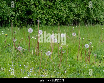 Dandelion seed heads in a grass meadow Stock Photo